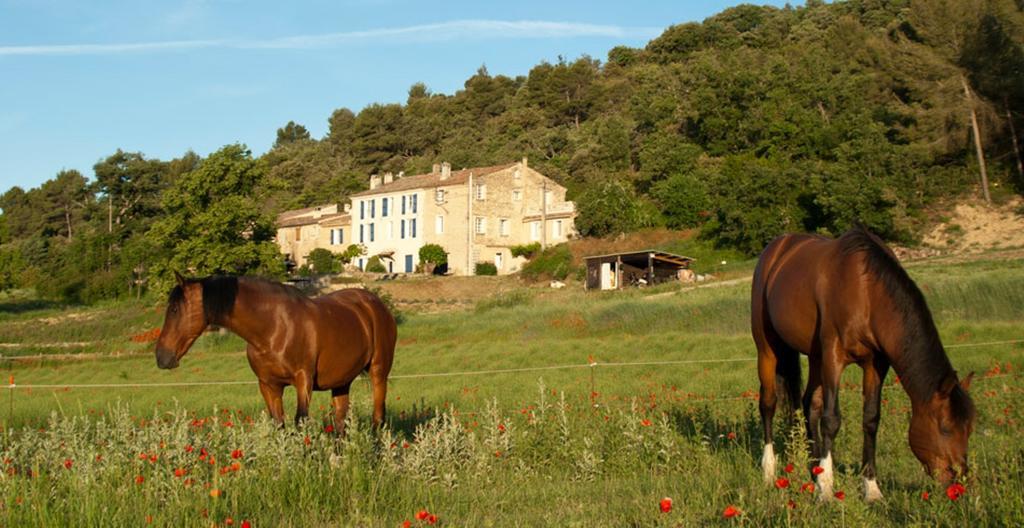 Domaine De Bertrandy Bed & Breakfast Allemagne-en-Provence Dış mekan fotoğraf